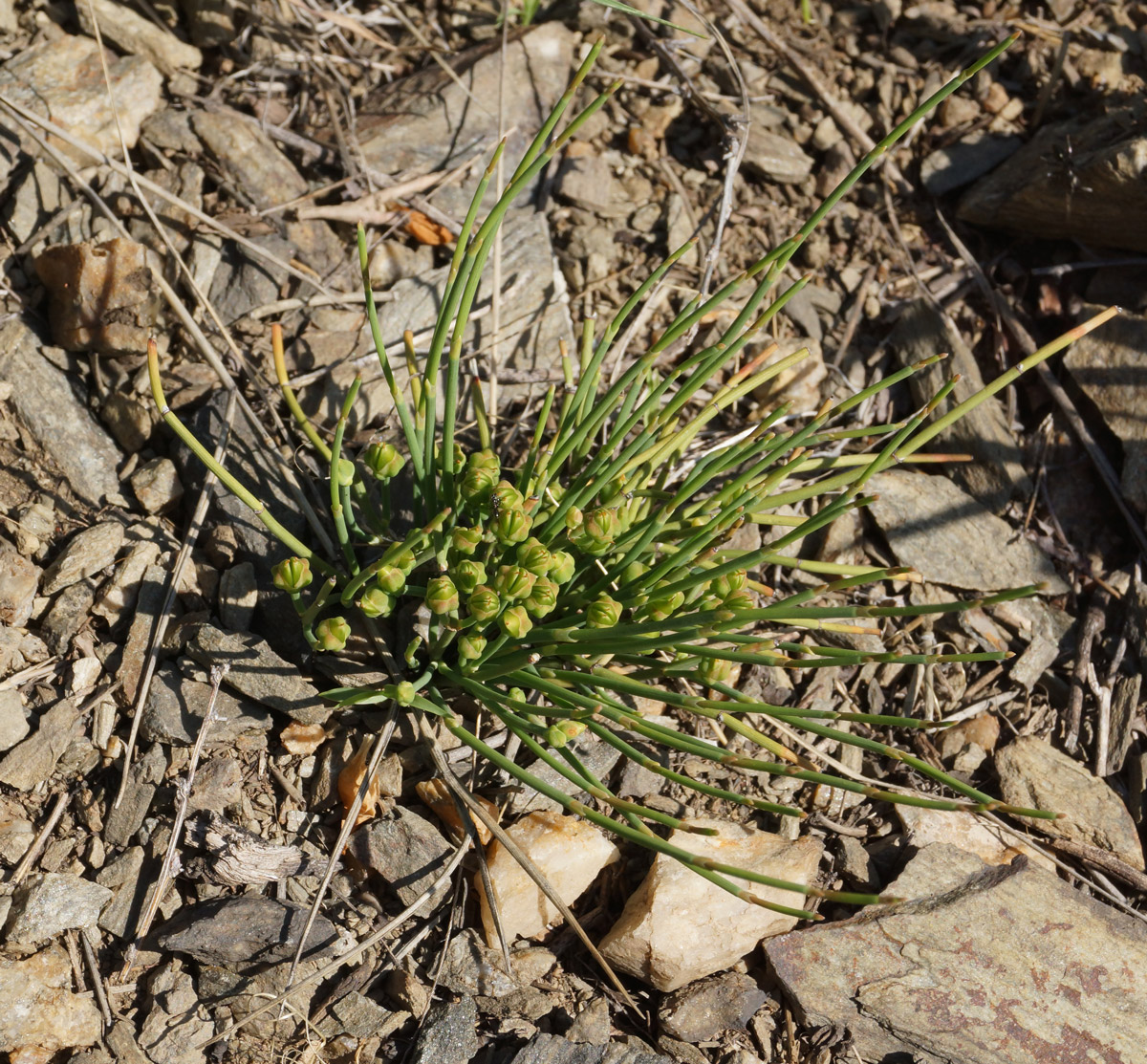 Image of Ephedra dahurica specimen.