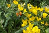 Lotus corniculatus. Верхушки цветущих растений. Франция, Лазурный Берег, Канны, Сквер им. 8 Мая 1945 года (Сад Роз), на газоне, в культуре. 22.07.2014.