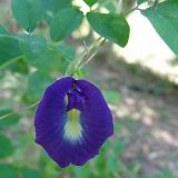 Clitoria ternatea