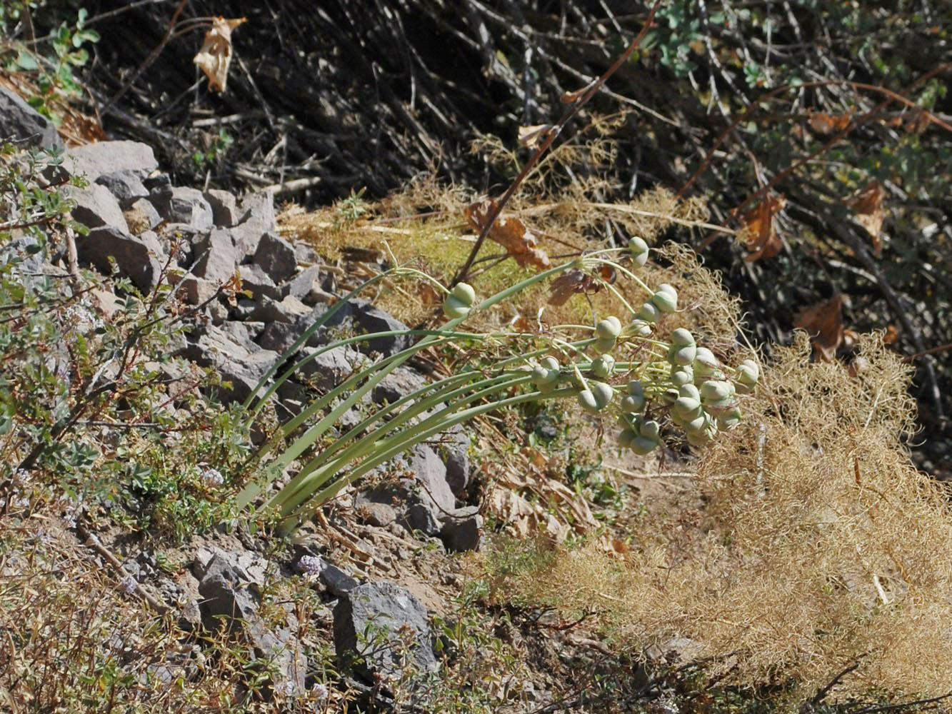 Image of Ungernia sewerzowii specimen.