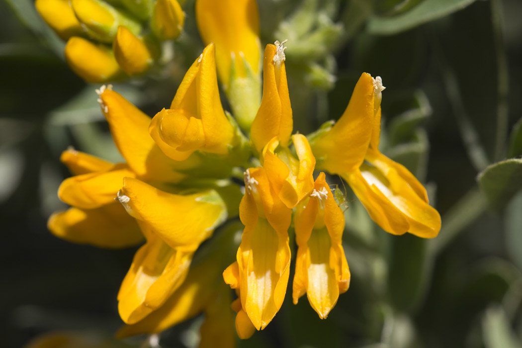 Изображение особи Medicago arborea.