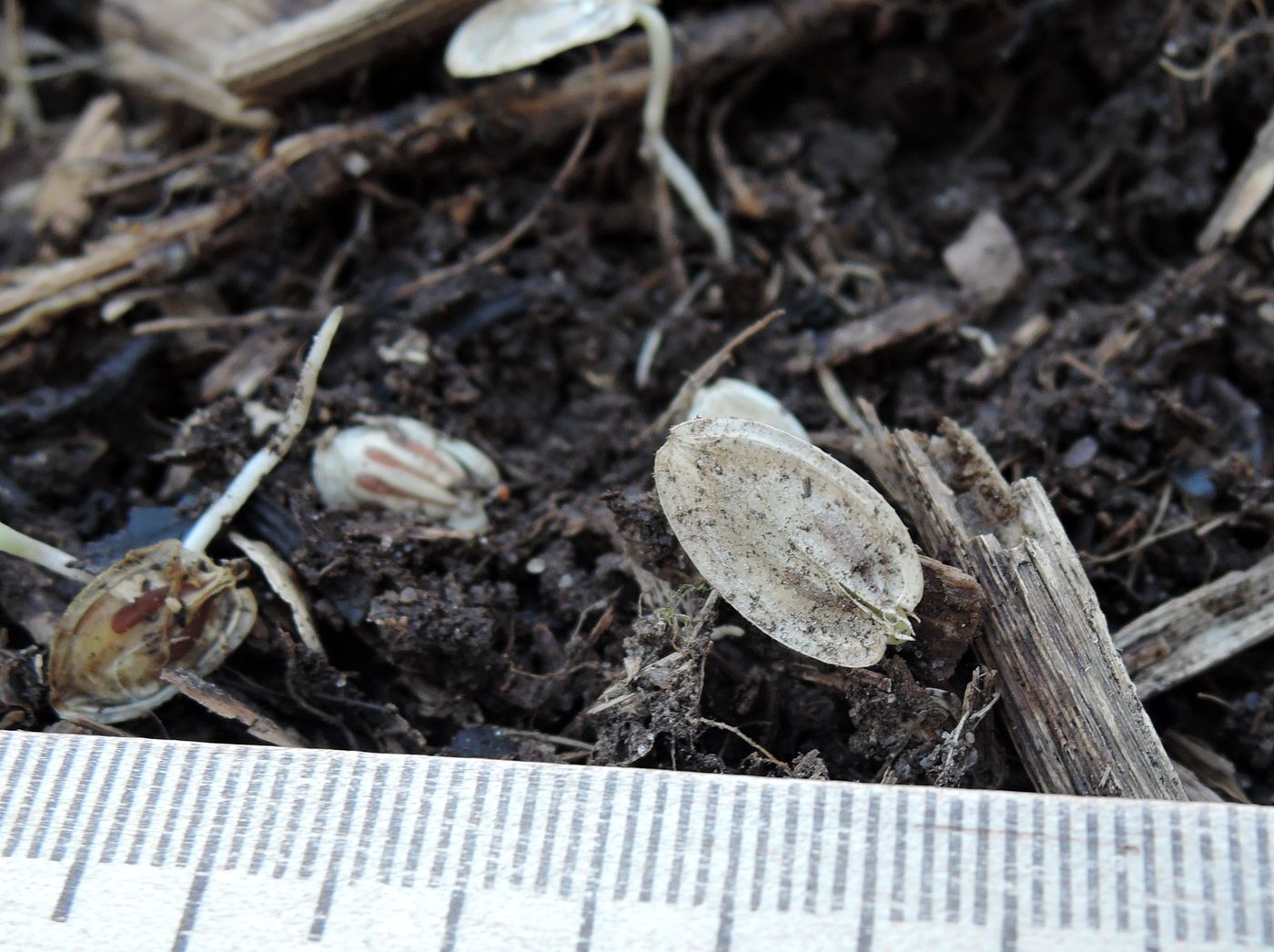 Image of Heracleum sosnowskyi specimen.