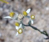 Leontopodium fedtschenkoanum. Соцветия. Иркутская обл., Ольхонский р-н, плато Ая, каменистая степь. 04.07.2014.