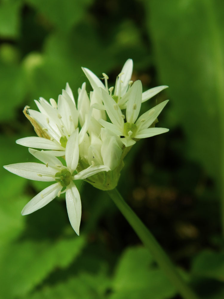 Изображение особи Allium ursinum.