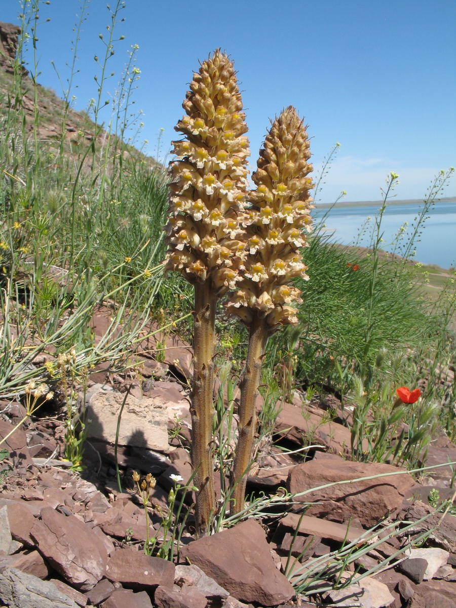 Image of Orobanche spectabilis specimen.