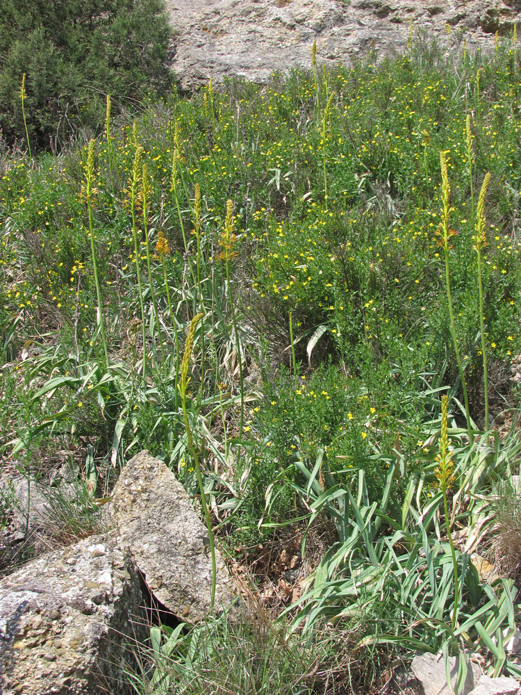 Изображение особи Eremurus jungei.