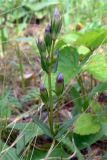 Gentianella amarella