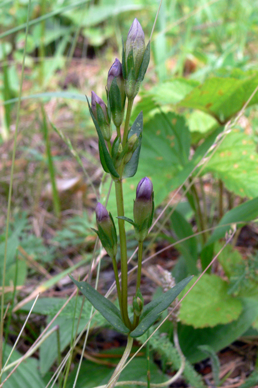 Изображение особи Gentianella amarella.