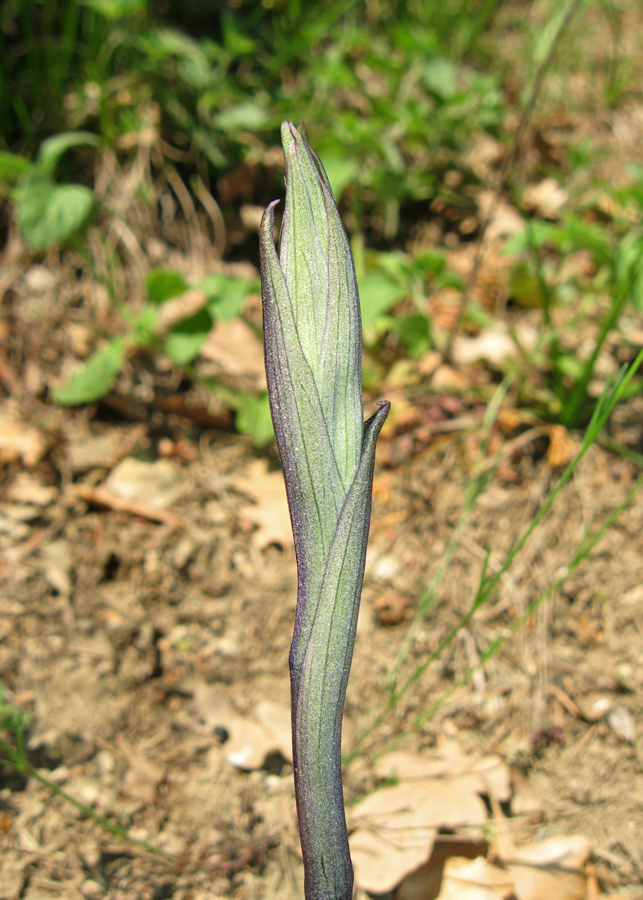 Изображение особи Limodorum abortivum.