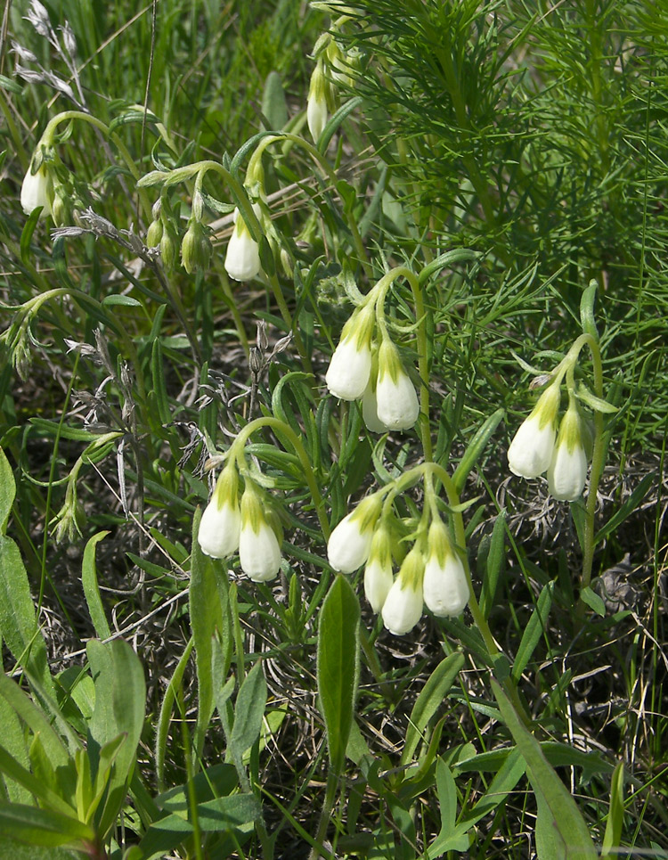 Image of Onosma tanaitica specimen.