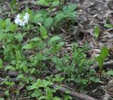 Cardamine dentata. Цветущее растение. Москва, Измайловский парк, рудеральное переувлажнённое место на окраине леса. 15.05.2016.