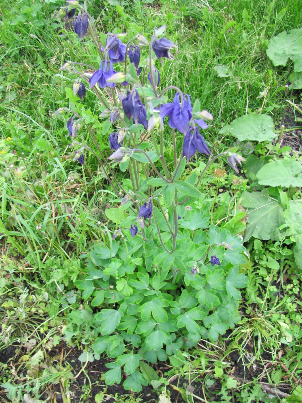 Image of Aquilegia vulgaris specimen.