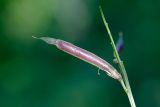 Lathyrus vernus. Плод. Татарстан, Нижнекамский р-н, окр. дер. Благодатная, лесостепной участок с чередованием степи и перелесков с преобладанием дуба, среди древостоя. 29 мая 2016 г.