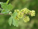 Rhus trilobata