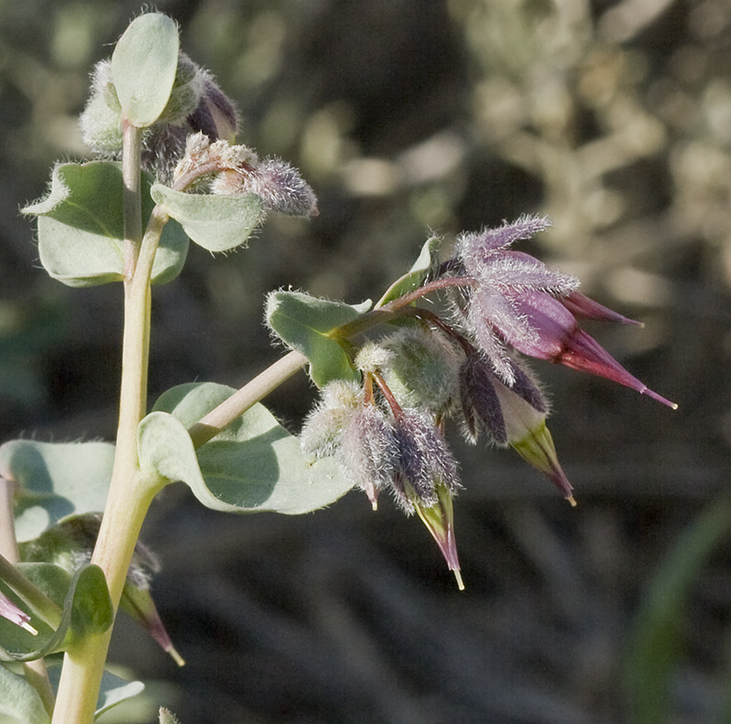 Image of Rindera tetraspis specimen.