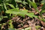 Sonchus arvensis ssp. uliginosus