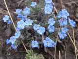 Eritrichium jenisseense