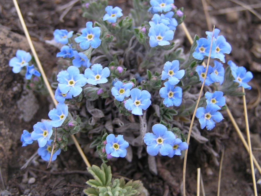 Изображение особи Eritrichium jenisseense.