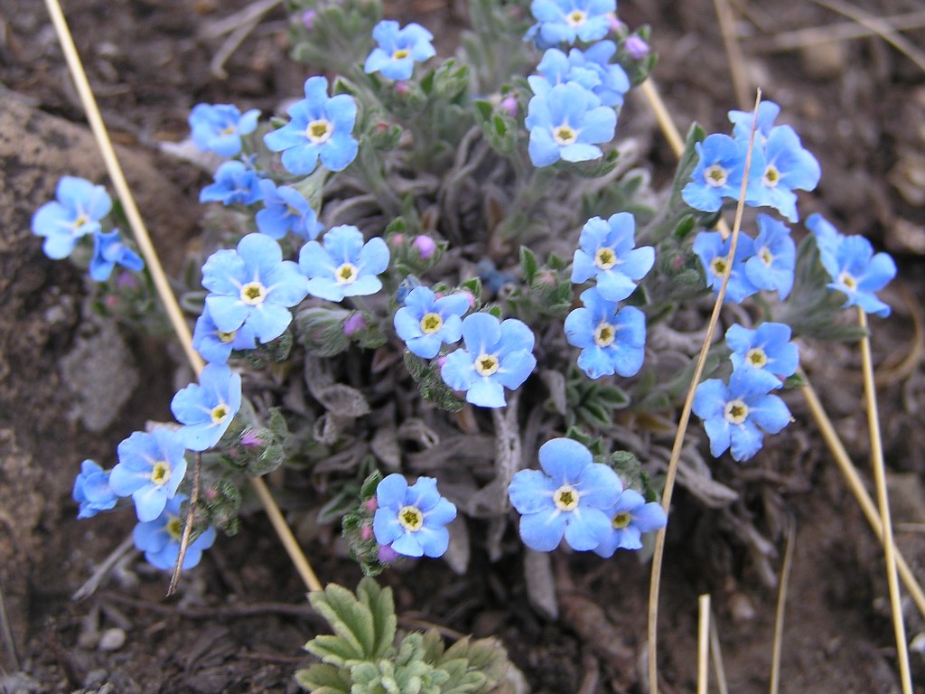 Изображение особи Eritrichium jenisseense.