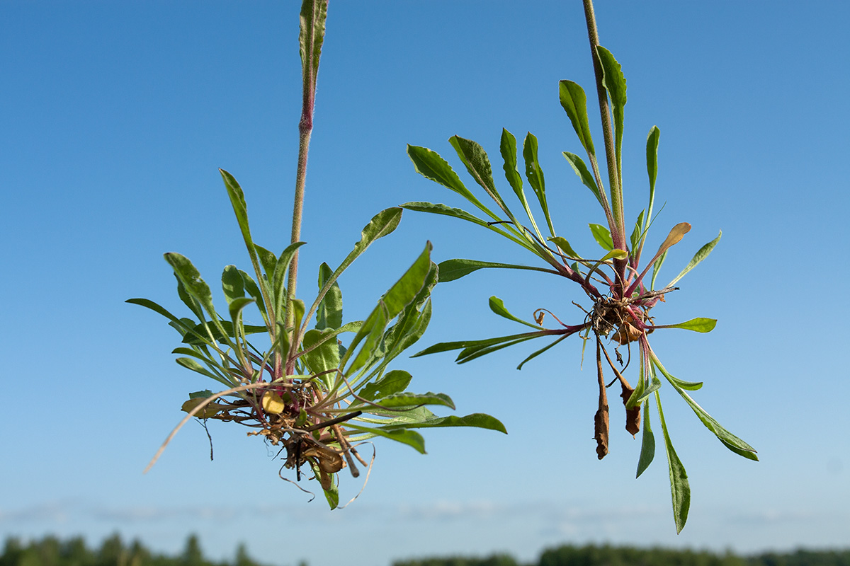 Изображение особи Silene nutans.