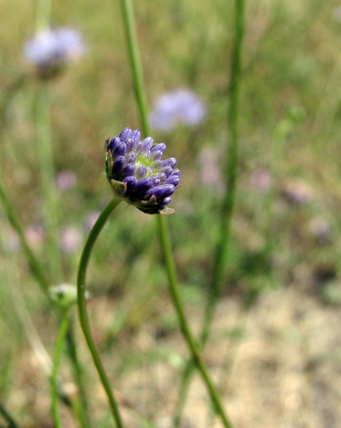 Image of Jasione montana specimen.