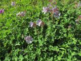 Geranium renardii