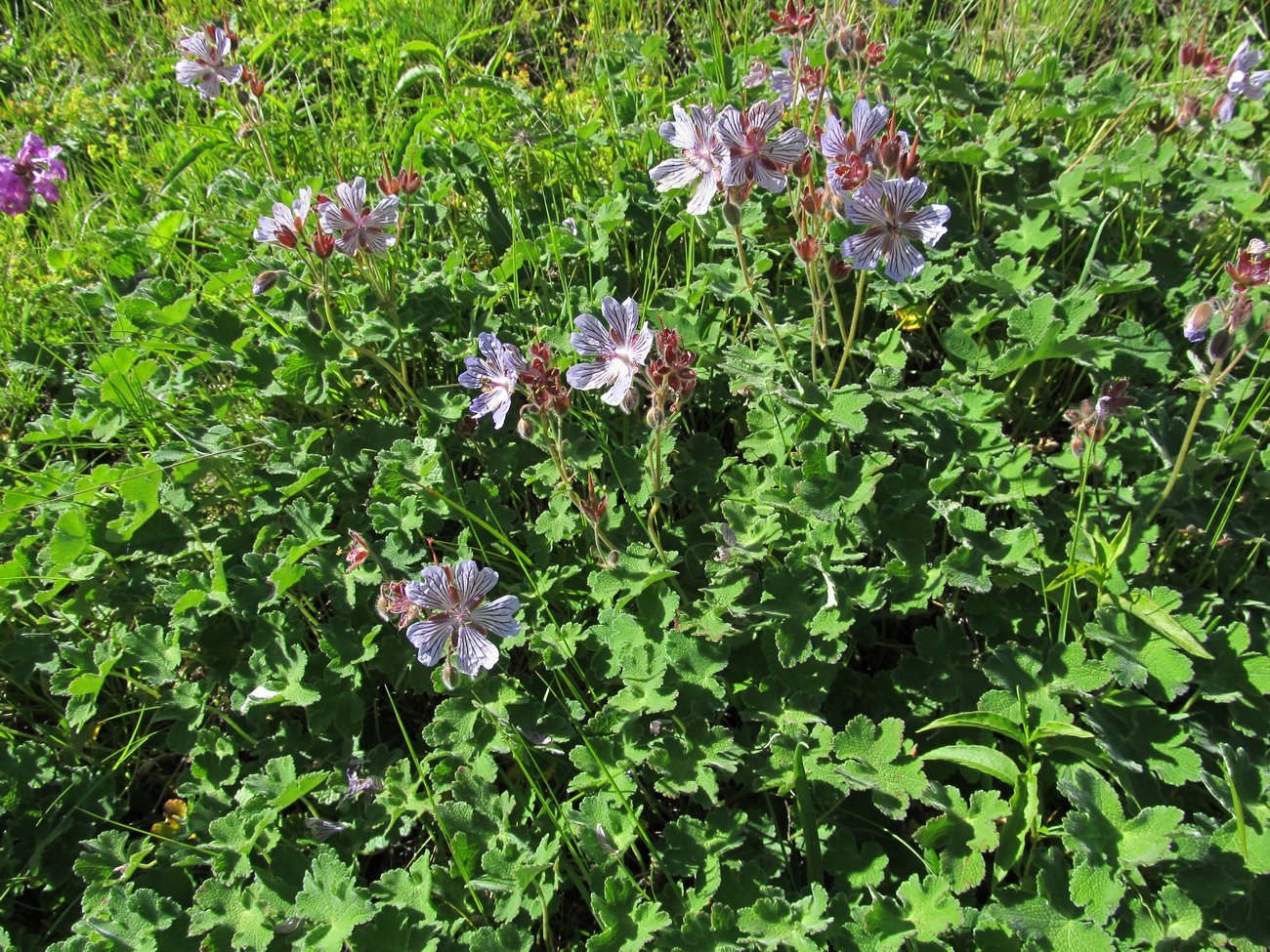 Изображение особи Geranium renardii.