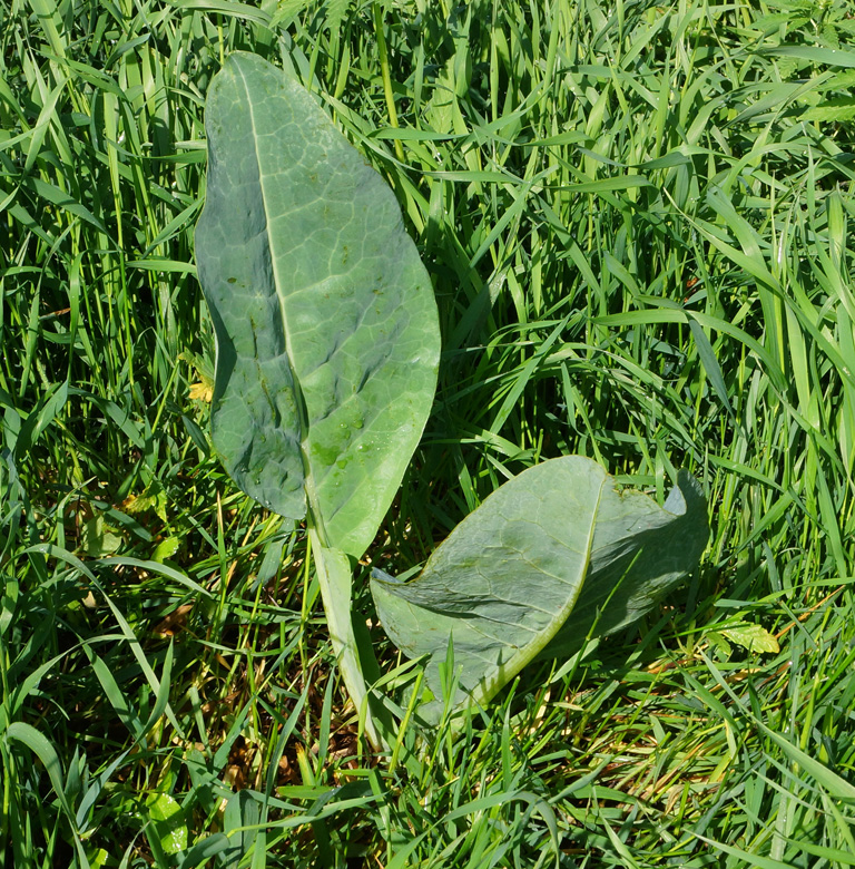 Image of Ligularia altaica specimen.