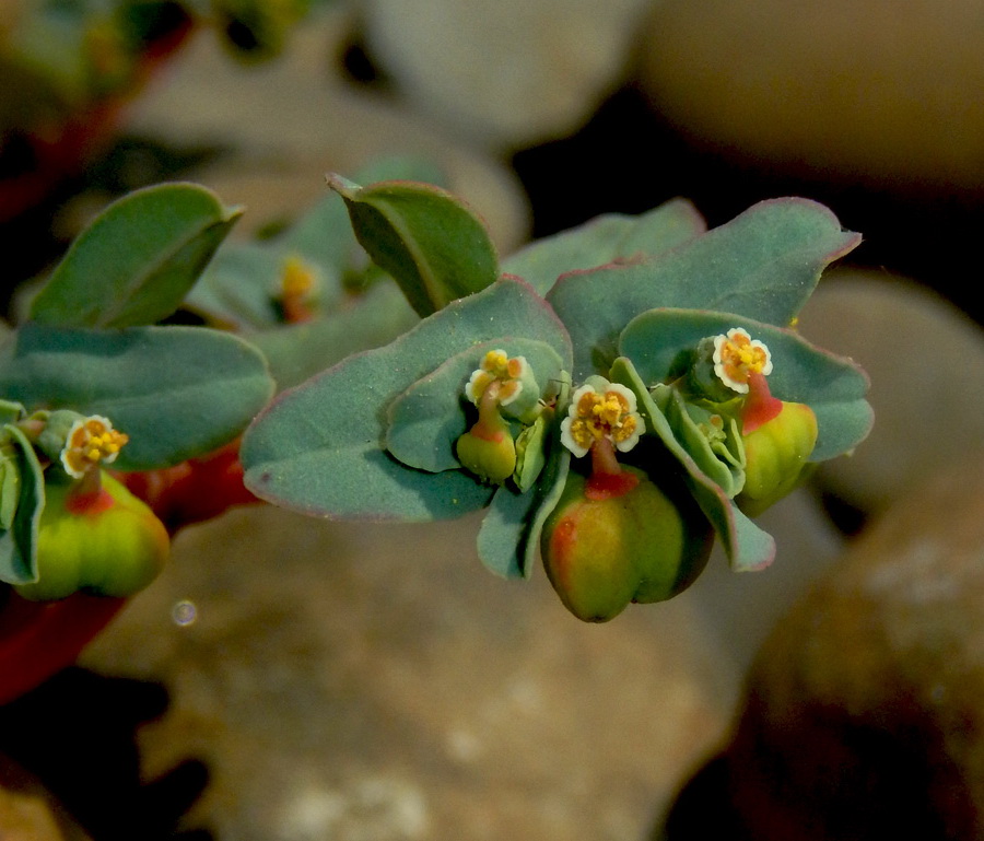 Изображение особи Euphorbia peplis.