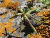 Image of specimen