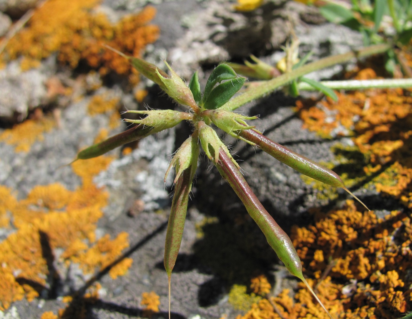 Image of Lotus caucasicus specimen.