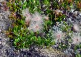 Dryas octopetala. Плодоносящие растения. Исландия, национальный парк Ватнайокюдль (южная часть), окр. ледника Скафтафельсйокюдль, мохово-лишайниковая тундра. 04.08.2016.