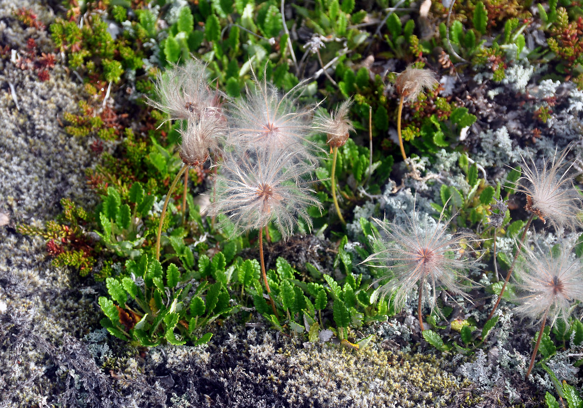 Image of Dryas octopetala specimen.