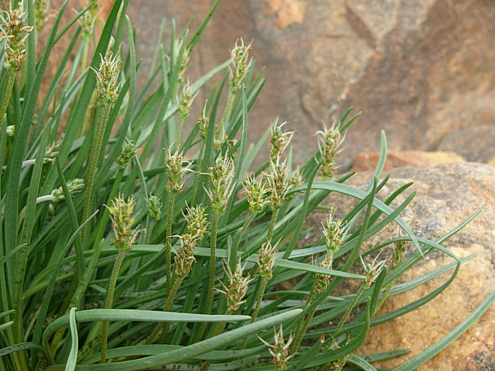 Image of Plantago maritima ssp. subpolaris specimen.