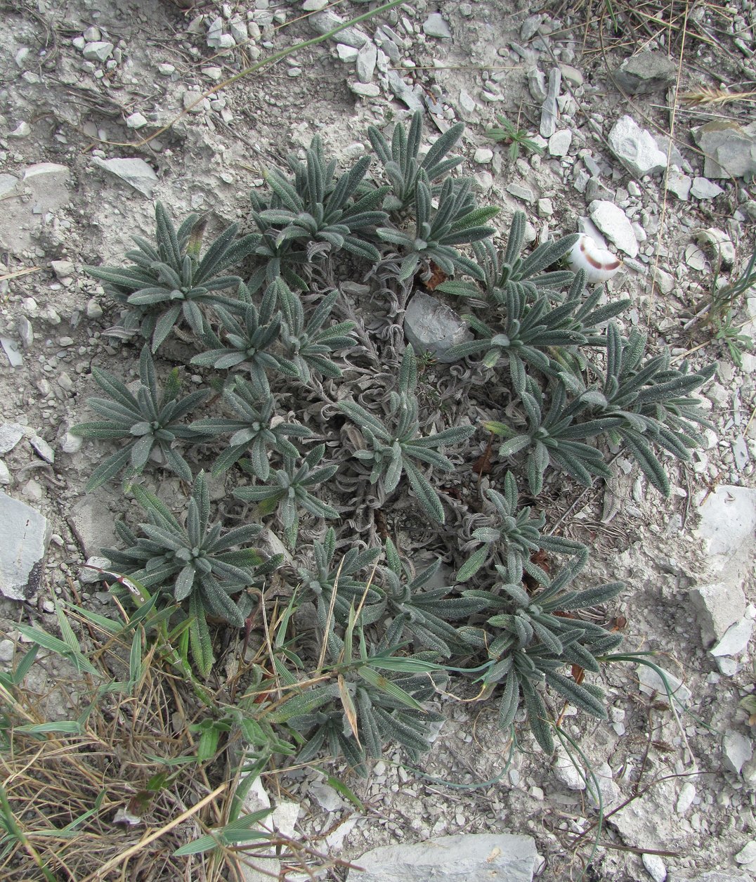 Image of Onosma caucasica specimen.