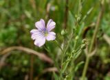 Linum stelleroides. Верхушка растения с цветком и бутоном. Приморье, ЗАТО г. Фокино, о. Путятина, разнотравный луг. 17.08.2016.