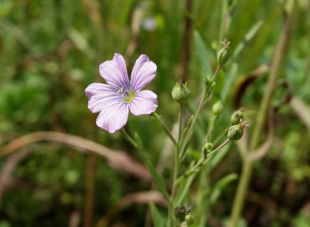 Image of Linum stelleroides specimen.