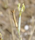 Dianthus monadelphus ssp. pallens