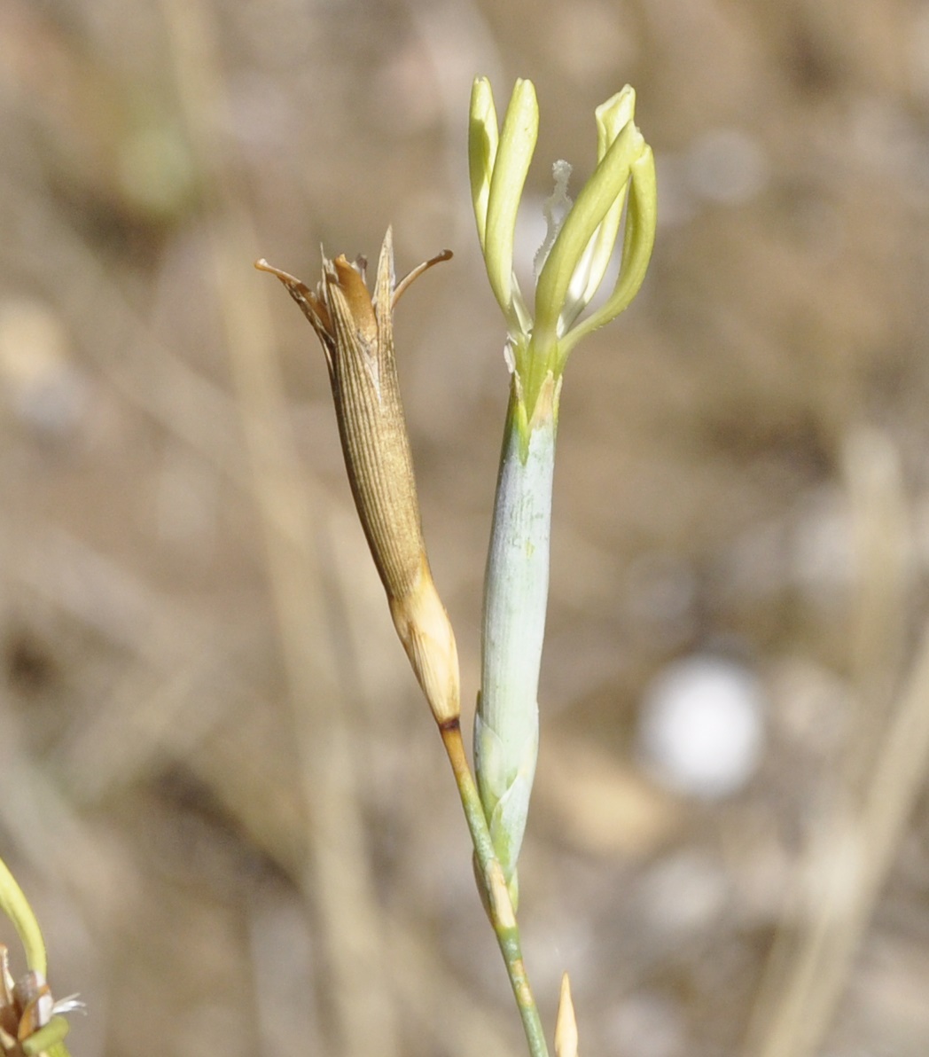 Изображение особи Dianthus monadelphus ssp. pallens.