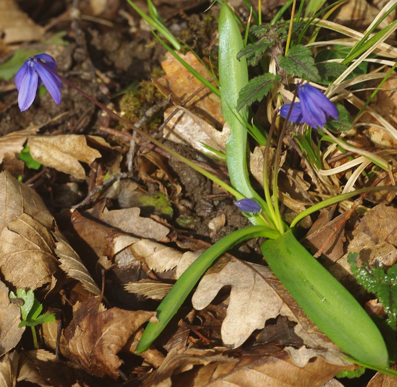 Изображение особи Scilla siberica.