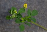 Medicago lupulina