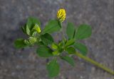 Medicago lupulina