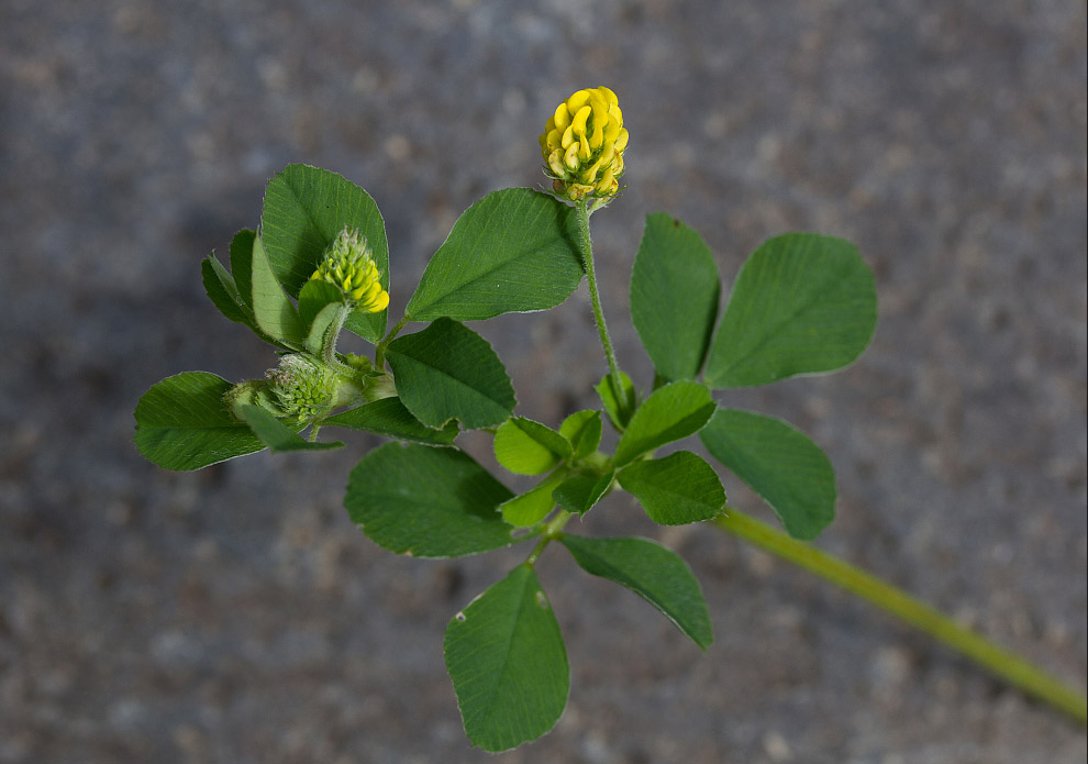 Image of Medicago lupulina specimen.