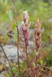 Castilleja lapponica