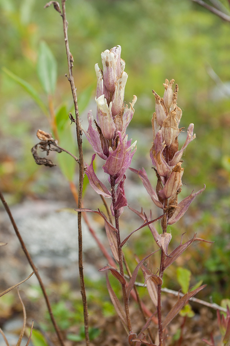 Изображение особи Castilleja lapponica.