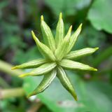 Caltha palustris