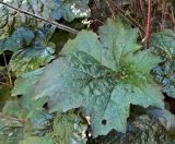 Heuchera micrantha. Лист. Швейцария, г. Люцерн. Июль.