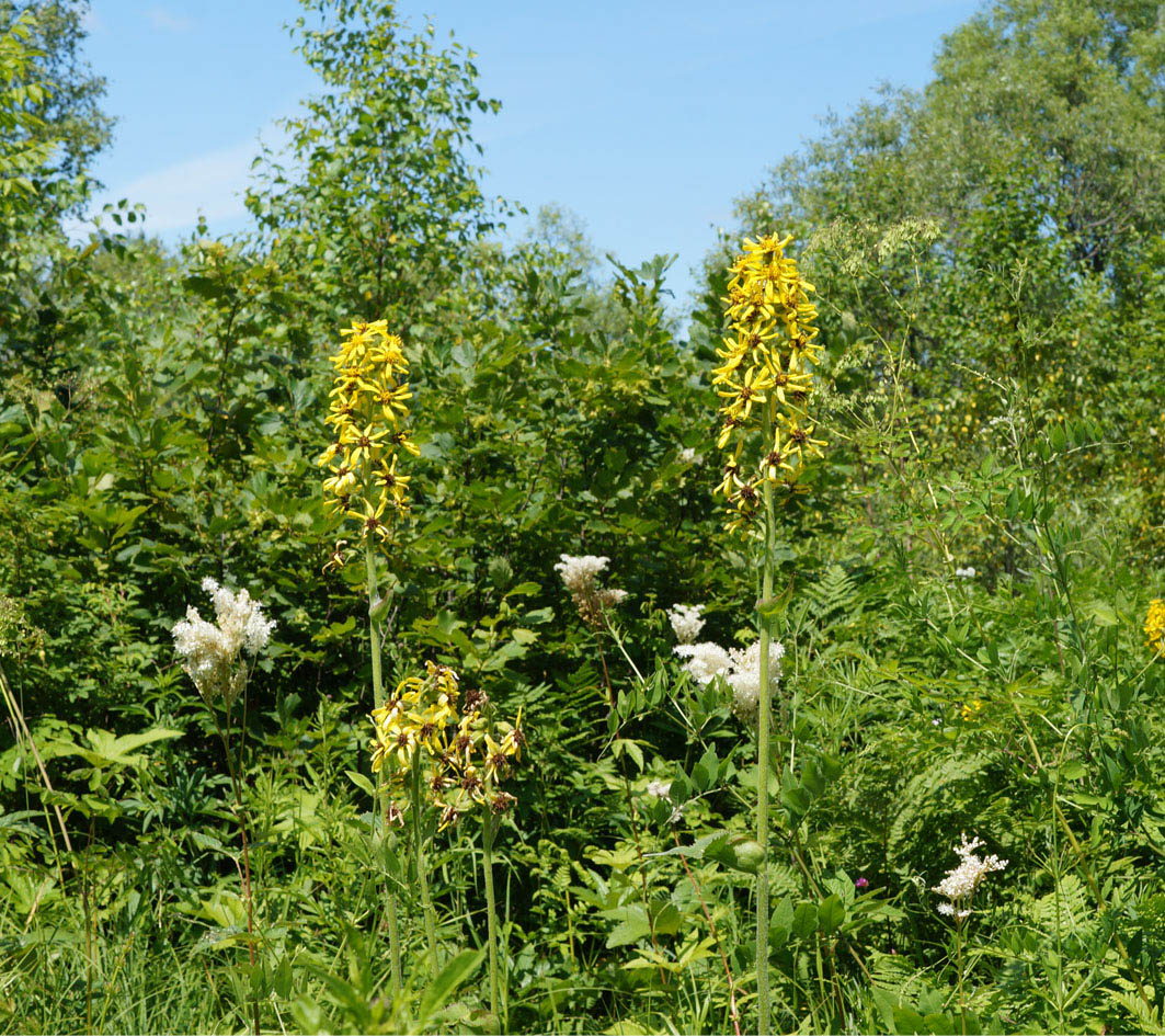 Image of Ligularia fischeri specimen.