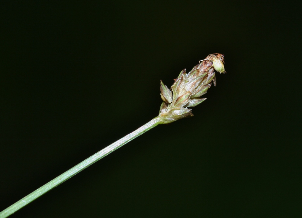 Изображение особи Eleocharis maximoviczii.