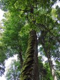 Ulmus glabra. Ствол старого дерева с покровом мхов. Польша, Беловежа, Беловежская пуща. 23.06.2009.